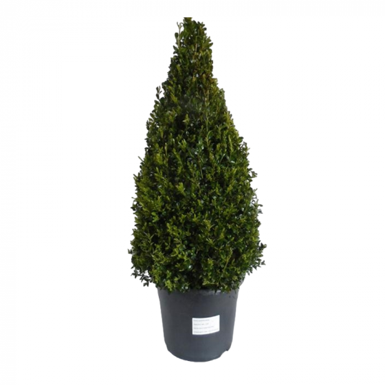 Buxus semp